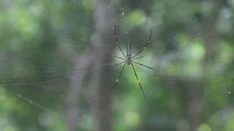 Rack Shot of Chinese Spider Video stock 22606697