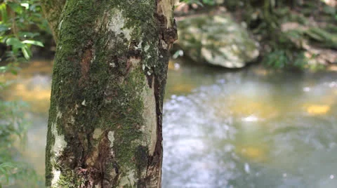 Rack shot from tree to water Video stock 22606689