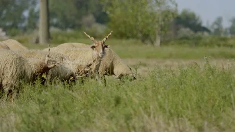 Racka sheep eating grass Stock Footage 154254401