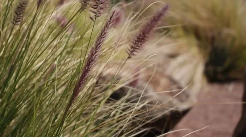 Racked focus of long grass blowing in the wind Stock Footage 2729068