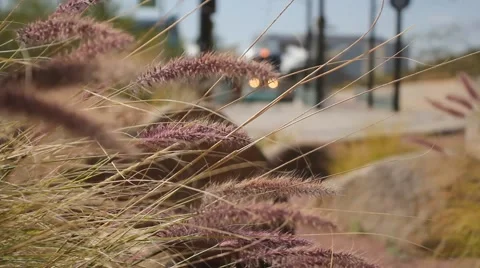 Racked focus long wild grass blowing in the wind - train in background Stock Footage 2728594