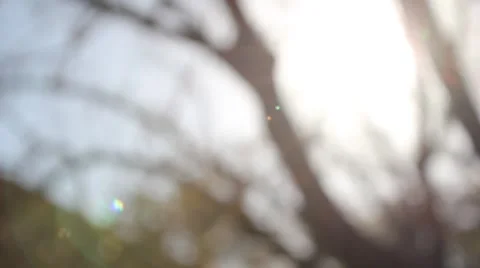 Racked focus  Sunlight filtering through tree branches Stock Footage 2732238