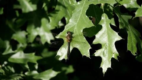 Racket-tailed dragonfly rests on a gently swaying green leaf. Video stock 91474037