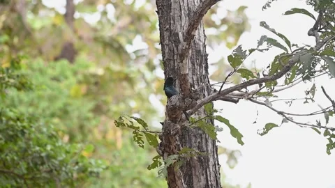 Racket-tailed drongo on a beautiful tree in Pench national park Stock Footage 297747835