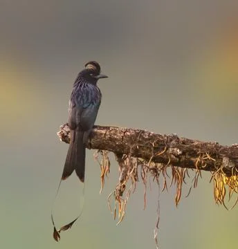 Racket tailed drongo Crested Forest Bird with Elegant Tail Feathers Stock Photos