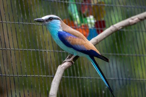 Racket Tailed Roller Perched on a Branch Stock Photos