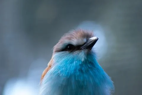 Racket Tailed Roller 库存照片