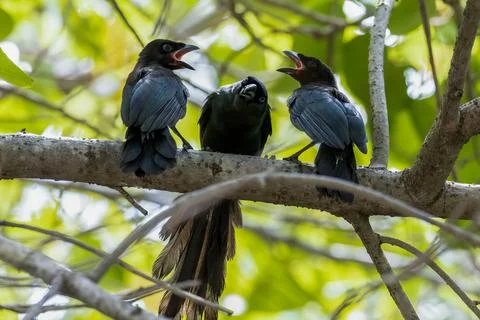 Racket-tailed Treepie Stock Photos