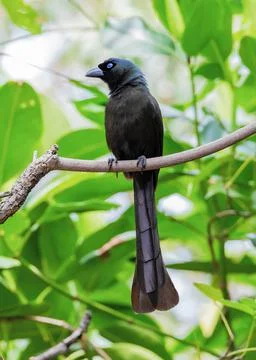 Racket-tailed Treepie Stock Photos