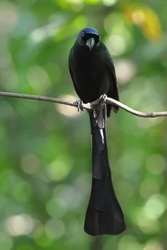 Racket-tailed Treepie Stock Photos