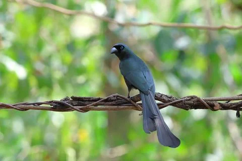 Racket-tailed Treepie Stock-Fotos