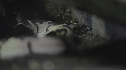 Rackfocus across coiled snake back Stock Footage 24364442