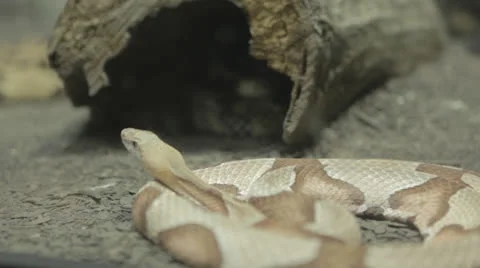 Rackfocus and pan around snakes in case Video stock 24334295