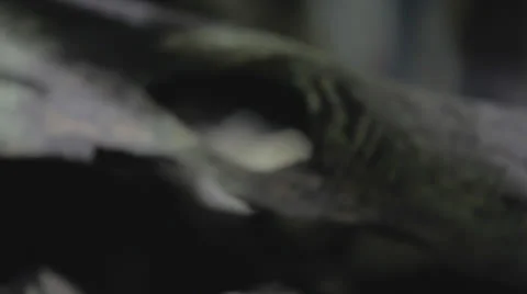 Rackfocus to black&amp;white snake through log 2 Stock Footage 24366150