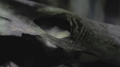 Rackfocus to black&amp;white snake through log Stock Footage 24366424