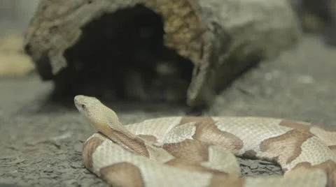 Rackfocus from brown snake to snake hiding under log -st Stock Footage 24631988