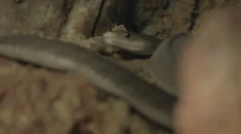 Rackfocus to Dark snake sliding off Stock Footage 24367560