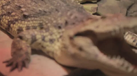 Rackfocus to gator closing jaw -newangle Video stock 24632027