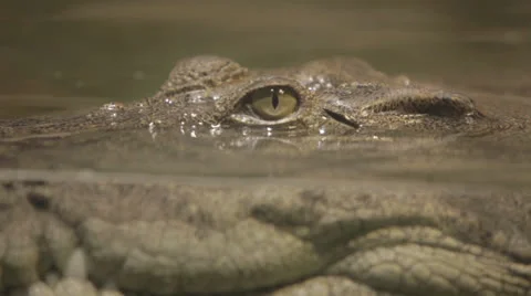 Rackfocus to gator halfsubmerged, static cu -st Stock Footage 24391501