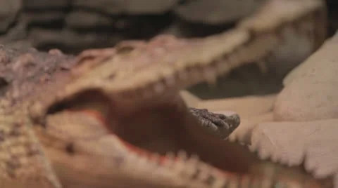 Rackfocus to gator jaw-agape 2 Video stock 24367745