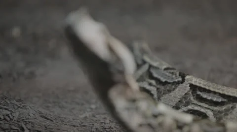 Rackfocus to horn-nosed snake checking glass Stock Footage 24368190