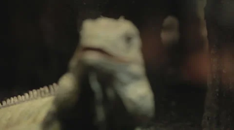 Rackfocus to Iguana staring back Video stock 24368455