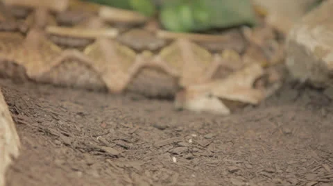 Rackfocus to lounging diamondback Stock Footage 24368704