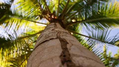 Rackfocus on palm tree trunk Stock Footage 178060145