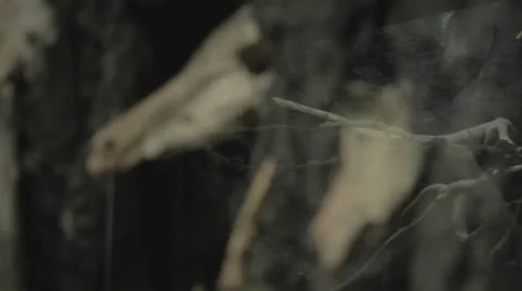 Rackfocus to skullbone wall Stock Footage 24368871