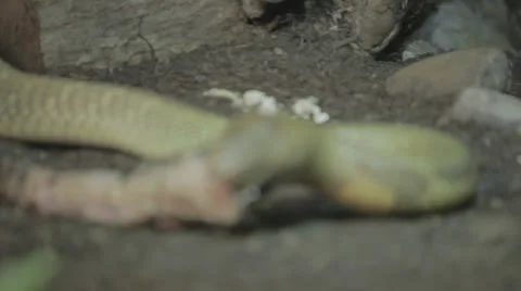 Rackfocus to snake feeding 2 Stock Footage 24369704