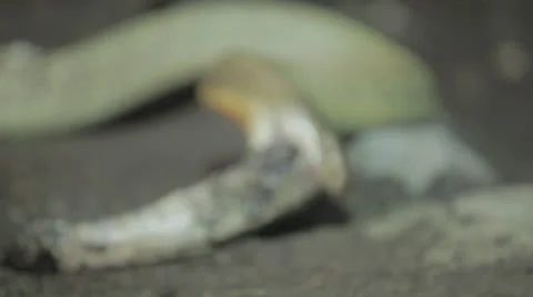 Rackfocus to snake feeding Video stock 24370117