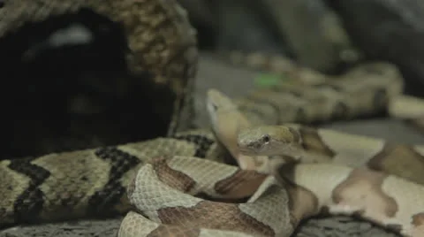 Rackfocus to snake watching Stock Footage 24632086
