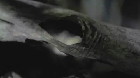 Rackfocus through case to B&amp;W snake Stock Footage 24365914