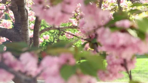 Racking Focus on Cherry Blossoms Stock Footage 24369398