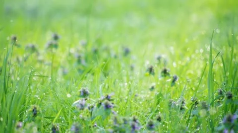 Racking focus on grass Video stock 10849912