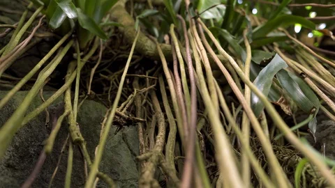 Racking focus on jungle vines roots hanging off a cliff Vídeos de archivo 128073447