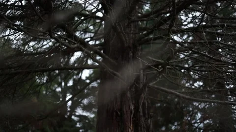 Racking focus on a majestic pine tree trunk 動画素材 336519719