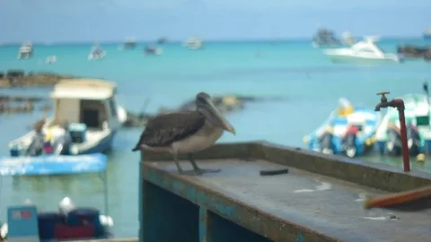 A racking focus shot from a pelican in front of blue sea of Galapagos island  in Stock Footage 75844636