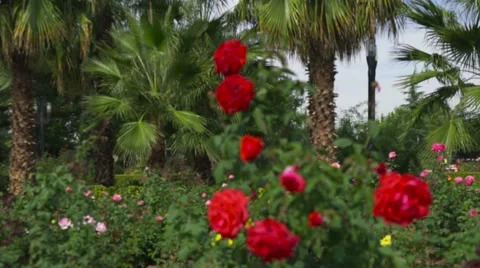 Racking focus shot of rose garden with palm trees, Federico Garcia Lorca Park 库存影片 56147896