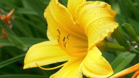 Racking Focus Slowly to a Swaying Yellow Daylily Stock Footage 279756157