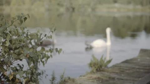 Racking focus of a swans Video stock 56142677