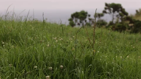 Racking Focus Through the Grass. Nordeste,Sao Miguel,Portugal,Azores. Stock Footage 239870422