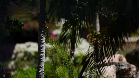 Racking Focus Through Tropical Plants Stock Footage 306016451