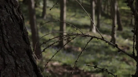 Racking focus in a UK forest, handheld Video stock 91617028