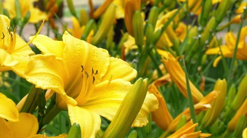 Racking Focus to Yellow Daylily surrounded by Daylilies Swaying in the Breeze Stock Footage 279756116