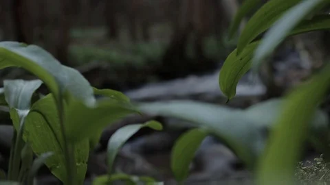 Racking shot between leaves and a river in a UK forest, handheld Video stock 91617541