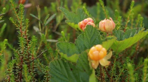Racking shot of cloudberries Stock Footage 52493307