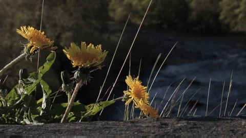 Racking shot of dandelions towards river, handheld Video stock 91617644