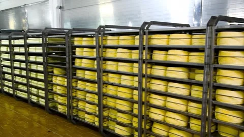 Racks filled with numerous round wheels of yellow cheese. Stock Footage 329870617
