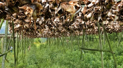 Racks of fish heads Stock Footage 67420429